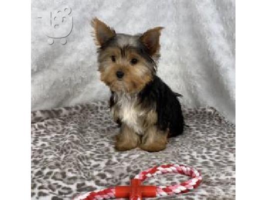 PoulaTo: AKC Yorkshire Terrier Puppy